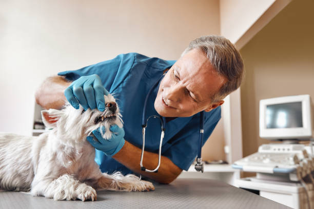 Best Emergency Dental Care for Trauma or Injury in Pine Ridge, PA